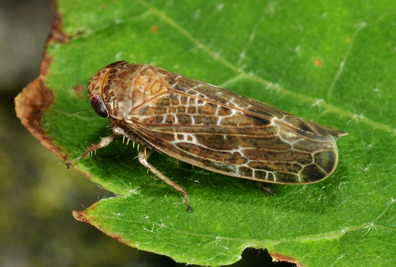 Allygidius sp.